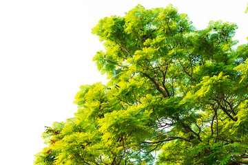Green leaves on white background