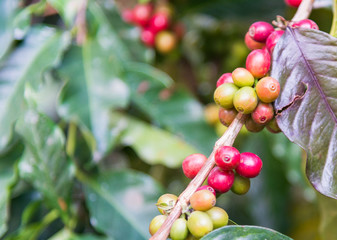 Arabicas Coffee bean on Coffee tree at Doi Chaang in Thailand, Coffee bean Single origin words class specialty.vintage nature background,