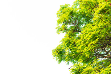 Green leaves on white background