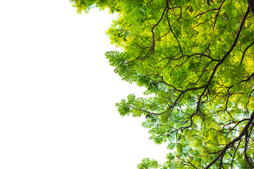 Green leaves on white background