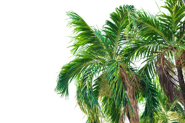 palm tree on white background