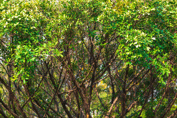 Tropical green leaves 