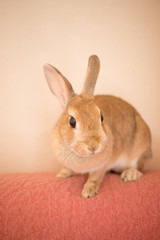 屋内で飼育している可愛い兎