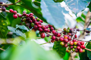Arabicas Coffee bean on Coffee tree at Doi Chaang in Thailand, Coffee bean Single origin words class specialty.vintage nature background,