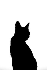 Real cat silhouette black and white