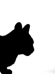 Real cat silhouette black and white