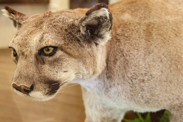 stuffed cougar ready to pounce