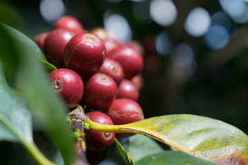 Coffee beans ripening on coffee tree