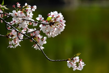 桜