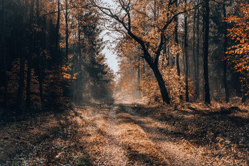 Heavy morning fog on pathway inside Lüneburg Heide Forests woodland in Germany