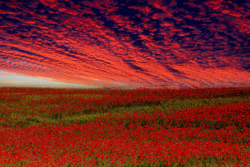 świt na polu maków na Mazurach © Janusz Lipiński