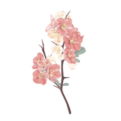 Pink Japanese quince flowers with leaves on branch
