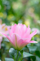 Obraz premium pink flower in the garden