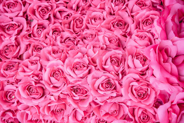 pink rose background