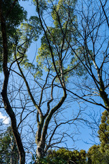 冬ばれの公園