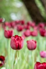 Obraz premium red tulips in the garden