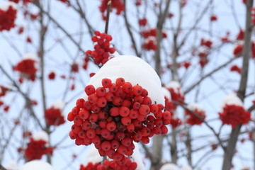 Red Rowan winter frosty morning, close-up