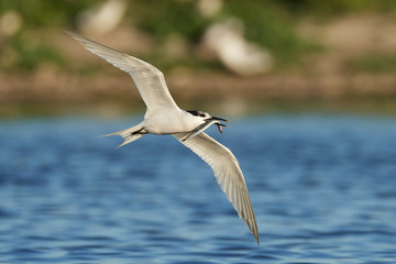 Sandwich tern (Thalasseus sandvicensis)