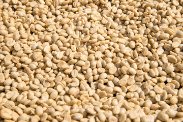Coffee bean dry texture background,Food concept background.