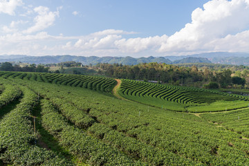 Fototapeta na wymiar Green tea plantation with the blue sky