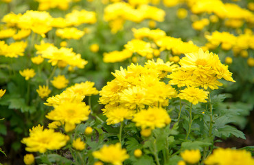 yellow flowers in the garden nature concept background,