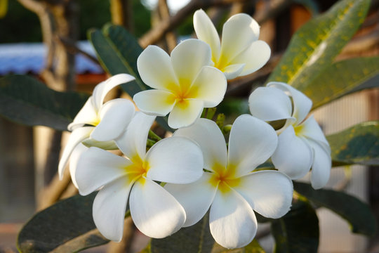white Frangipani flowers in the nature