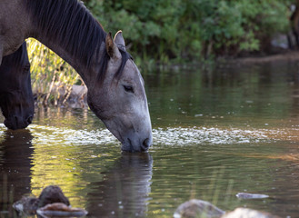 Water Crossing 