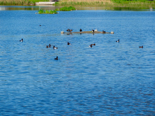 Many beautiful coot birds swimming on the blue lake