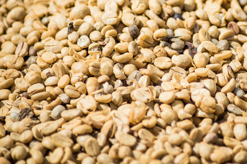 Arabicas Coffee bean dry texture background.