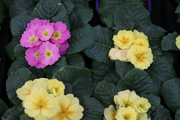 Primrose flowers close up. Seedlings in the store