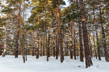 Winter sunny landscape in a park in Siberia: beautiful tall pine trees against a blue sky. The sun's rays shine through the trunks of trees.