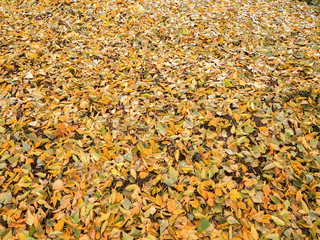 background of their autumn fallen triangular yellow leaves