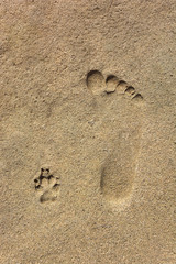 Top view of footprints of a dog and man close to each other as a concept of friendship and strong relationship between different species.