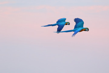 Colorful parrots flying in the sky. Freedom concept © Passakorn