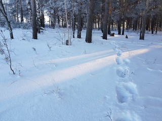 Footpath in a snowy winter forest