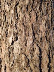 Bark on a pine trunk