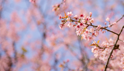 Beautiful cherry blossom. nature concept cover banner background