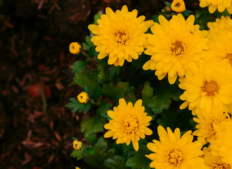 bouquet of flowers in the garden