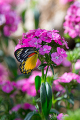 butterfly on a flower