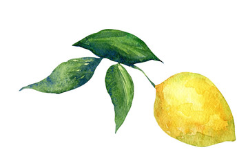 Lemon hanging on a branch with leaves, watercolor drawing