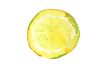 Round slice of lemon, watercolor drawing