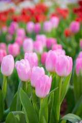 Tulip Flower in The garden