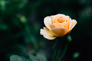 yellow rose with drops of water