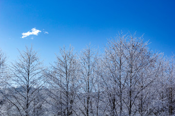 木々に凍りついた霧氷　冬の自然風景