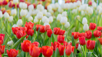 Tulip Flower in the garden nature concept background