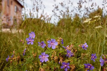 Geranium meadow in sunset light