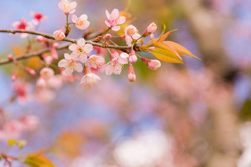 Beautiful cherry blossom.Nature concept background.