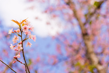 Beautiful cherry blossom.Nature concept background.