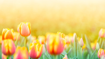 Tulip Flower in the garden nature concept background