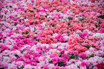 background of flowers